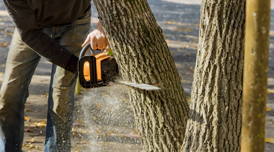Signs That Indicate It’s Time for Tree Removal